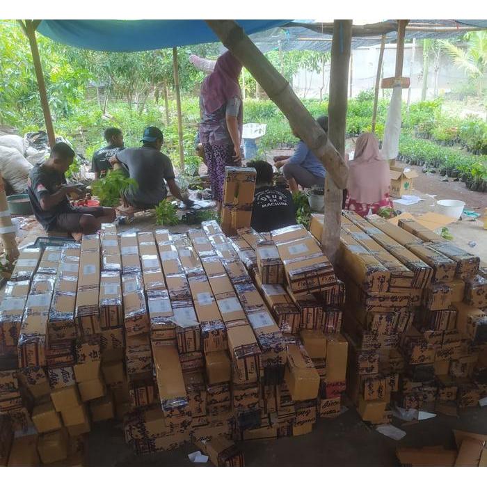 Bibit Buah Kedondong/Dondong ( Cepat Berbuah )