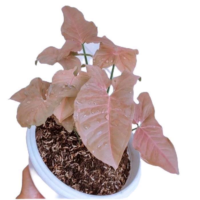 tanamanhias sygonium pink - kelady pink sygonium