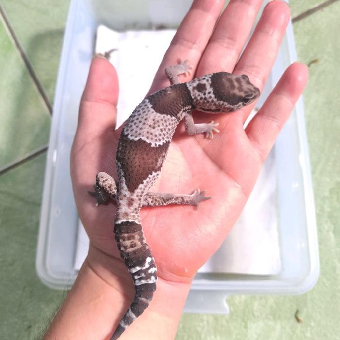 REDAY Terlaris african fat tailed gecko oreo 1 Promo Murah