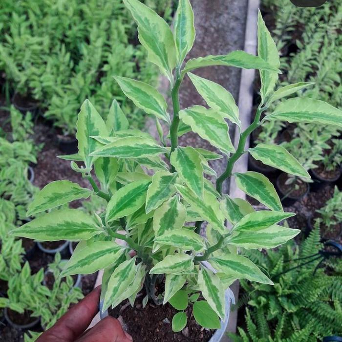 Terbaru Tanaman Hias Zigzag Plant Patah Tulang Variegata