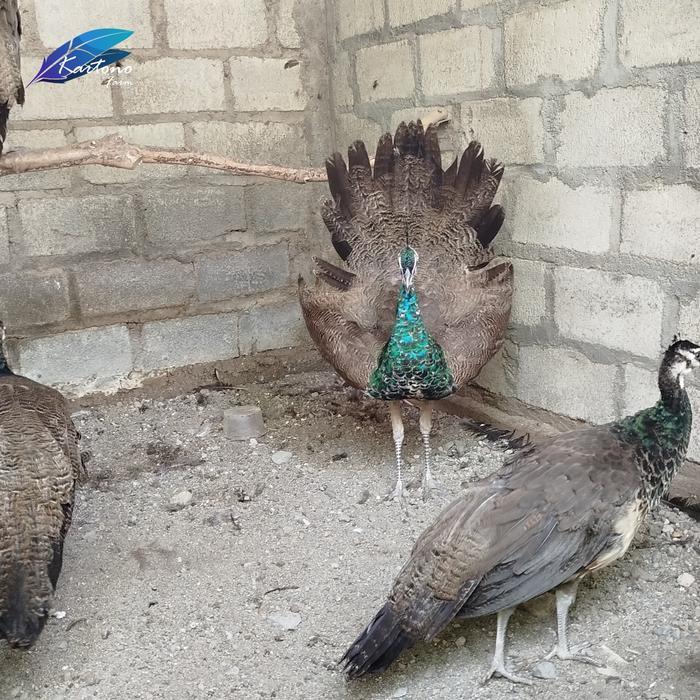 Merak biru india usia remaja harga perekor