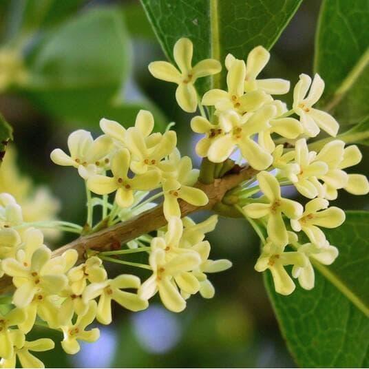 Bibit Tanaman BIBIT TANAMAN SWEET OSMANTHUS