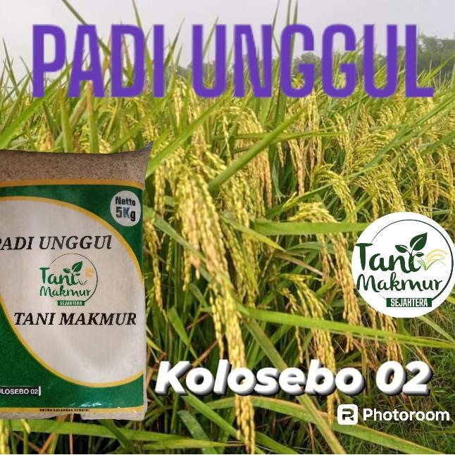Benih Padi Kolosebo 02 Kemasan 5kg - Bobot Mantap Nasi Pulen