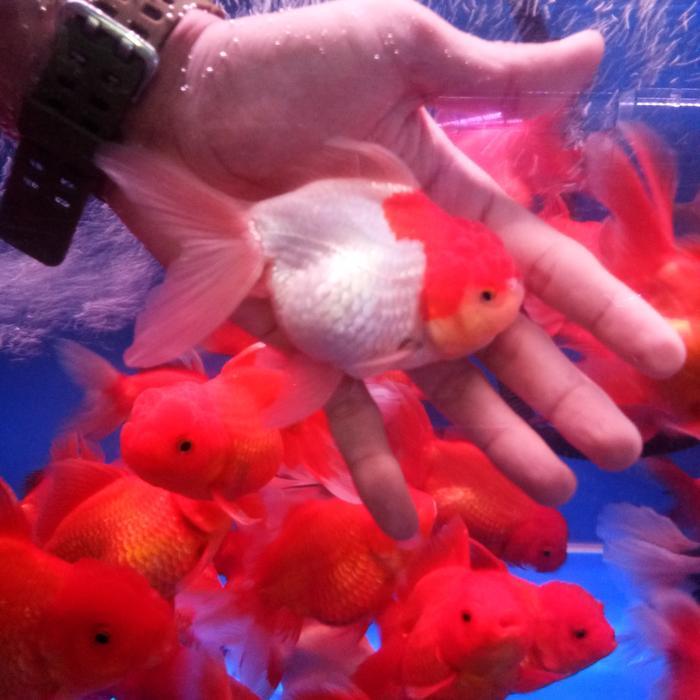 Ikan Mas Koki/Ikan Koki/Koki Rasket/Koki Oranda/Goldfish #Gratisongkir