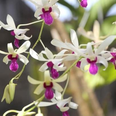 Dendrobium mesangnil dewasa