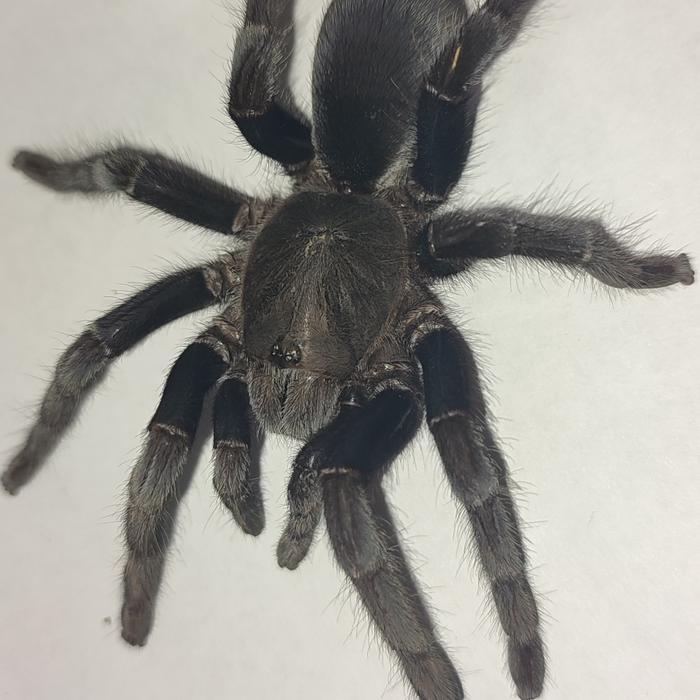 Ready tarantula jawa selenocosmia javanensis
