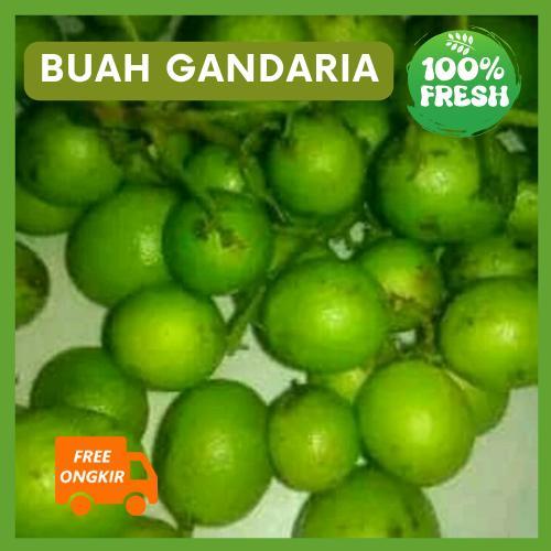 DISKON Buah Gandaria / Buah Jatake muda segar langsung dipetik dari pohonnya