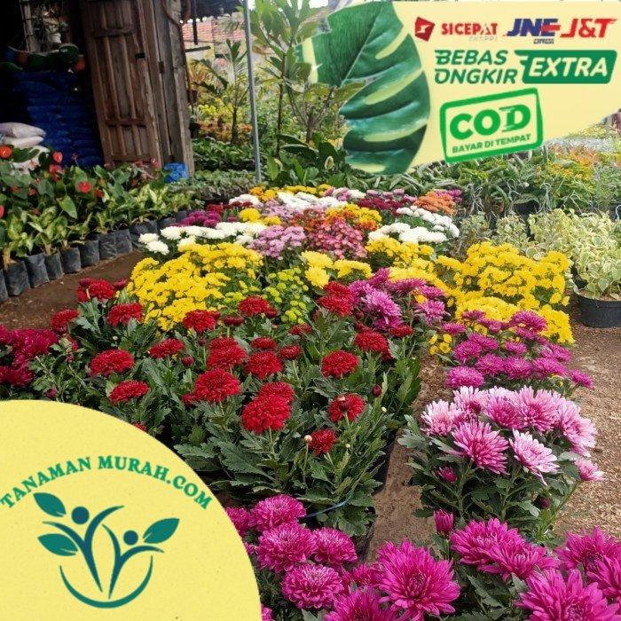 DISKON Bibit bunga krisan siap ta dan unggul READY STOCK