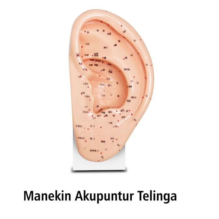 Manekin Patung Akupuntur Acupuncture Telinga Onemed