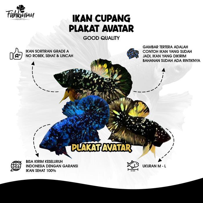 33og- Ikan Hias Cupang Plakat Avatar (Bahanan)