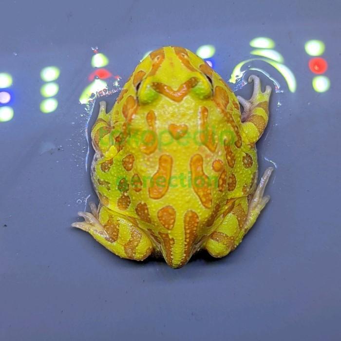 REDAY Terlaris kodok pacman frog albino kuning A free kandang Promo Murah