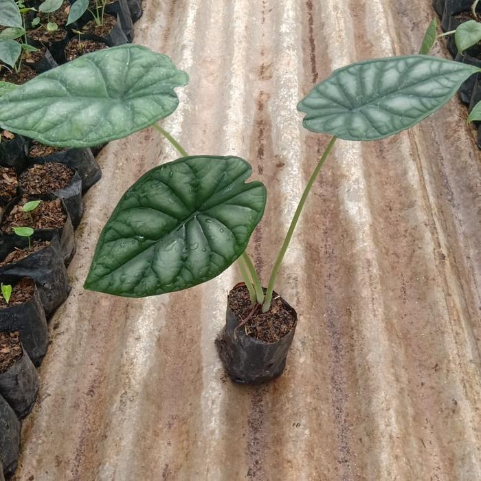 Terbaru Tanaman Hias Alokasia Alocasia Dragon Scale Baginda Ukuran S