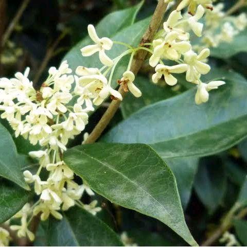 Tanaman Bunga Sweet Osmanthus - Sweet Tea Olive Osmanthus - Mei Hwa - Bunga Melati Cina