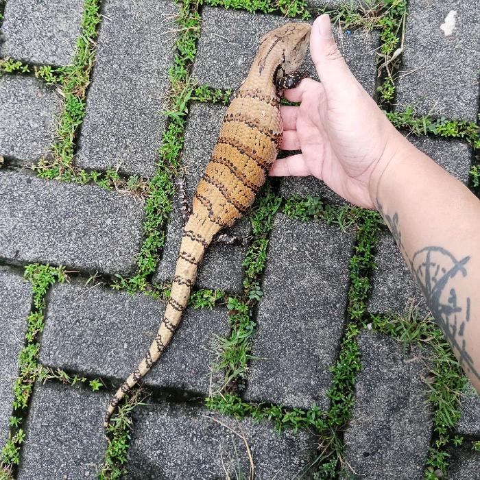 Viva - Blue Tongue Skink Panana Kadal Lidah Biru Merauke Cerah Sub Adult