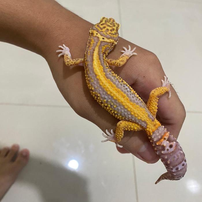 Viva - Leopard Gecko Super Premium Morph Bell Bold Stripe