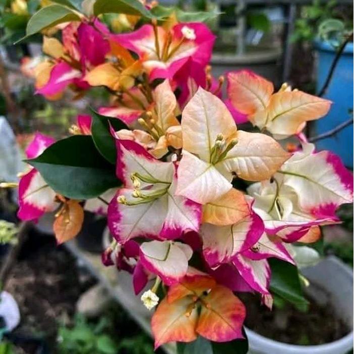 bougenville sufia india ori