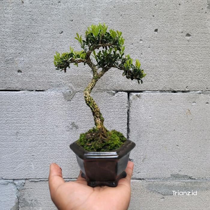 Bonsai Boxus mame bonus pot bonsai