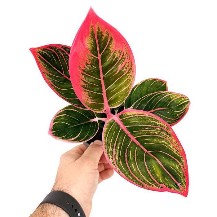 Bibit Tanaman Hias Aglaonema Kanza