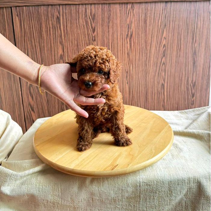 anak anjing red toy poodle peliharaan