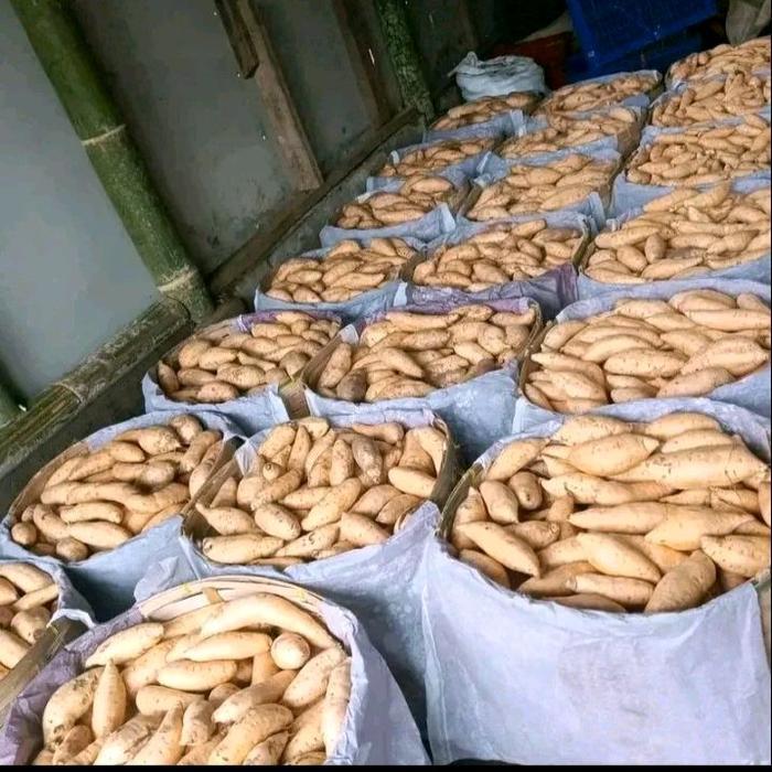 TERLARIS UBI MADU CILEMBU MINI TELO MADU 1 KG MENTAH DIPANEN DARI BULUKERTO WONOGIRI Food Kecombrang