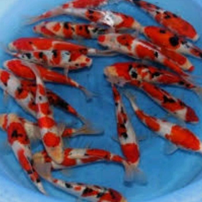 Flash Sale Paket Ikan Koi 5 Ekor Kurleb 8-12 Cm Original