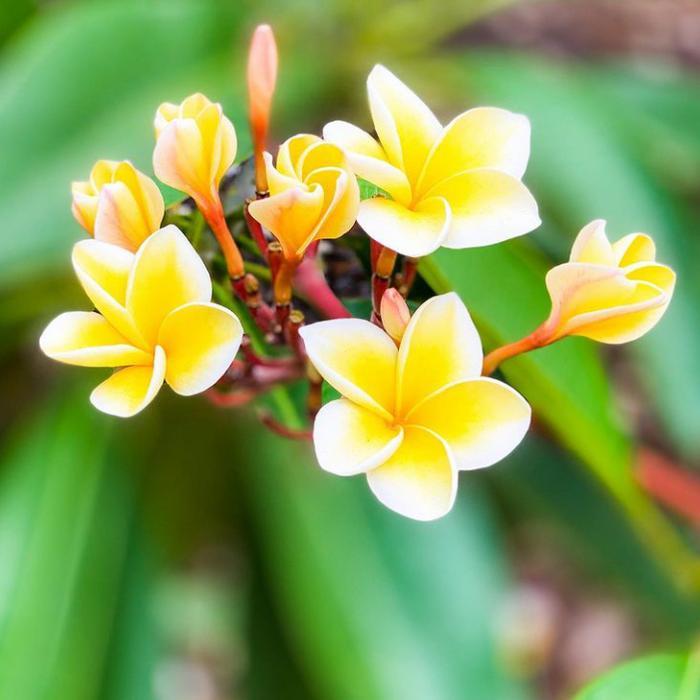 TANAMAN KAMBOJA BALI TINGGI BUNGA KUNING DAUN HIJAU
