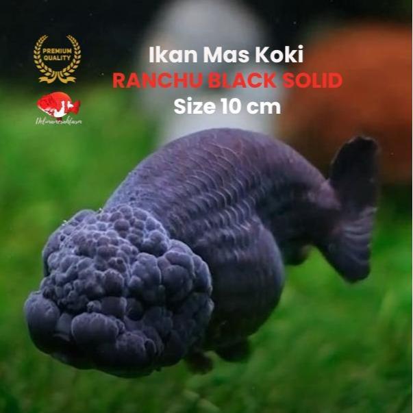 Mas Koki Ranchu Black Lionchu Size 10 Cm Good Quality Bergaransi Terbaru 