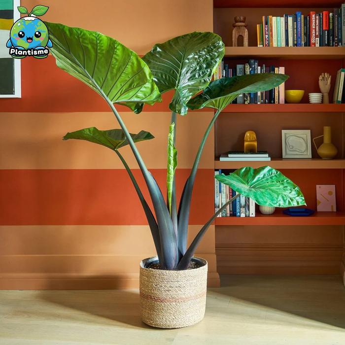Tanaman Hias - Yucatan Princess Alocasia sarawakensis Aa Sarawakensis Indoor Decorative Aroid Glossy