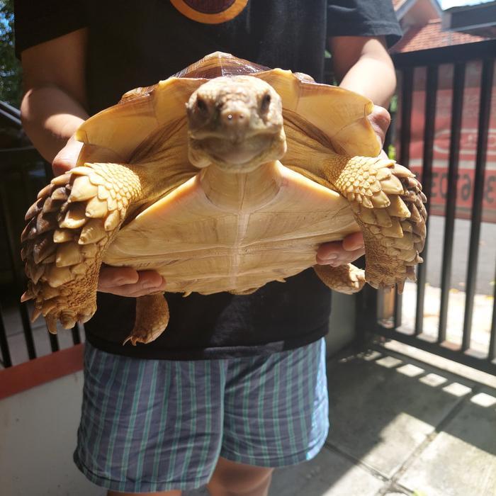 Ready SJ sulcata 30cm kualitas terbaik