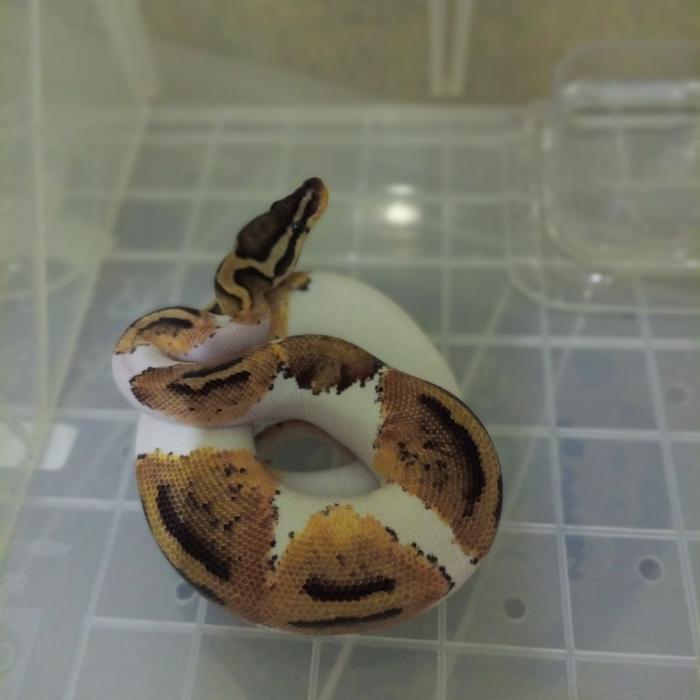 DISKON ball python pied pastel het lavender M