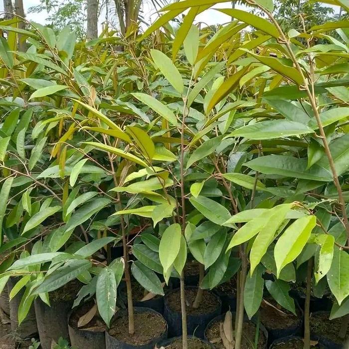 Bibit Durian Montong Okulasi Bibit Durian Montong Super Unggulan