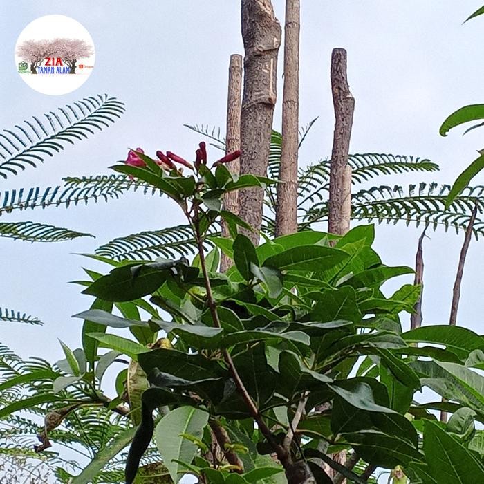 Pohon tabebuya merah tinggi 2meter dan tebebuya ungu tinggi 2meter