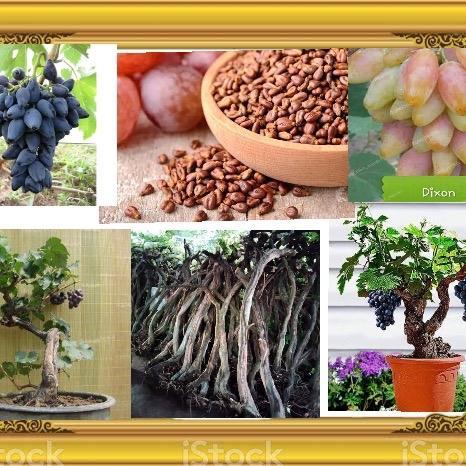Isi 1 biji Benih anggur import alfon hasil dongkelan