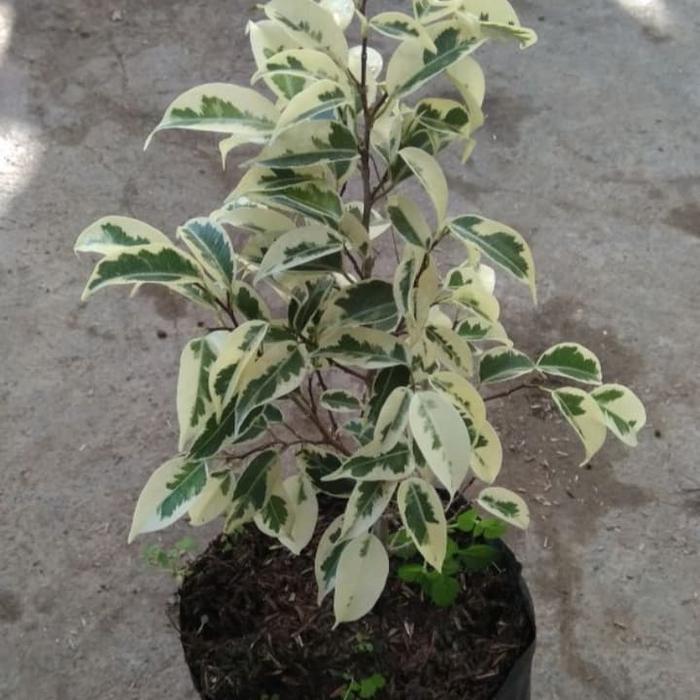 tanaman beringin putih - beringin putih (bahan bonsai)