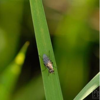 7lx0- Insektisida Diazinon 10Gr 1 Kg Obat Pembasmi Hama Tanah Tanaman Cacing Orong Ulat Bumi