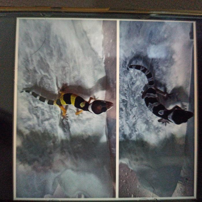 REDAY Terlaris leopard gecko baby Promo Murah