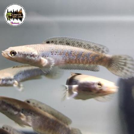REDAY Terlaris CHANNA BLUE PULCHRA 6-7 CM Promo Murah