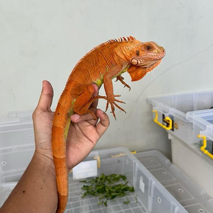 REDAY Terlaris iguana red hypo Promo Murah