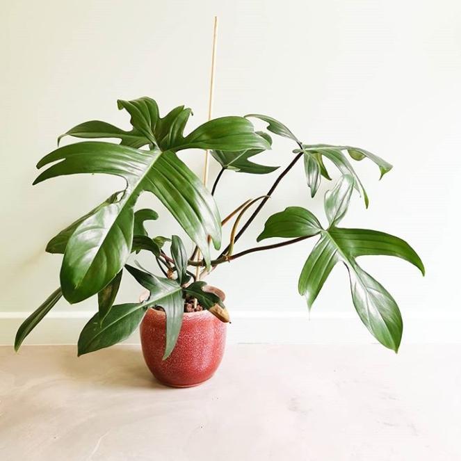 TANAMAN HIAS PHILODENDRON FLORIDA GREEN BISA INDOOR RIMBUN SUDAH SAMA POT