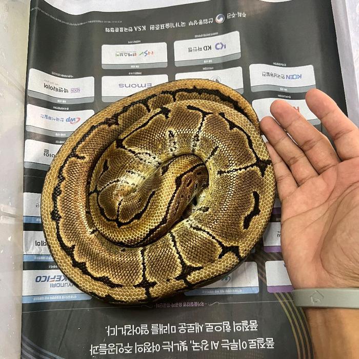 Spesial Promo Ular ballpython Pinstripe Double het Albino pied Betina
