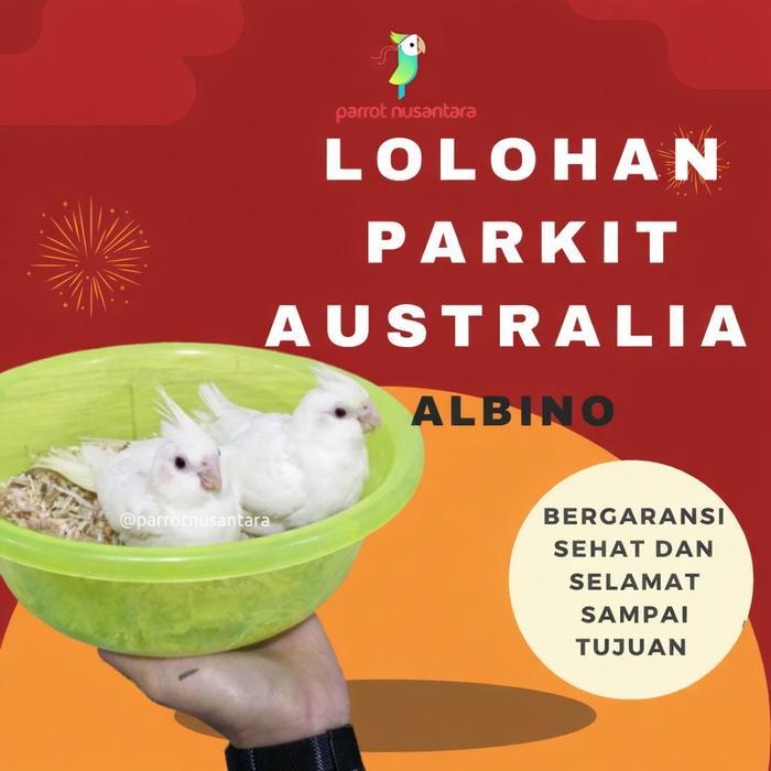 anakan falk parkit australia albino lolohan