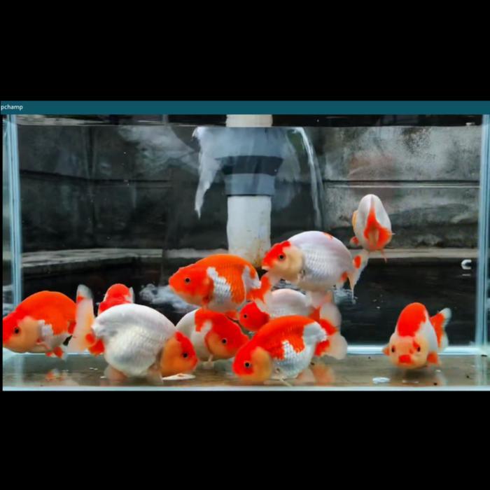 Rancu Lionchu Red White Ikan Mas Koki Rancu Lionchu Red Head Uk 7Cm Terbaru 