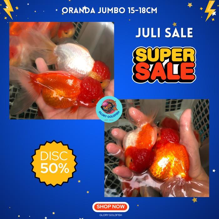 Ikan Hias Mas Koki Oranda Rw Super Jumbo Indukan Besar Terbaru 