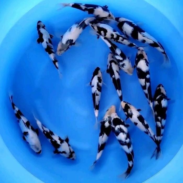 Paket 6 Ekor Koi Shiro Sapi Super Cantik Grade A+ Terbaru 