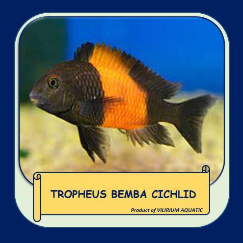 Ikan Hias Air Tawar - Tropheus Bemba Cichlid Terbaru 
