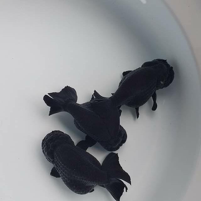 Ikan Mas Koki Rancu Black Jumbo Ranchu Black Solid Terbaru 