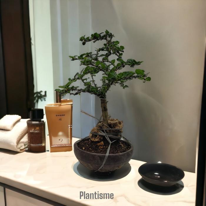 Bonsai Fukien Tea Carmona retusa Hokiantea Mini Pohon Bonsai Daun Kecil Mengkilap Indoor Outdoor