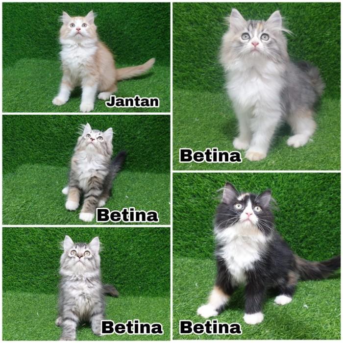 Ready SJ Anakan Kitten Persia Betina Joss Gembul Lucu manja imut manis anakan kucing kucing adop