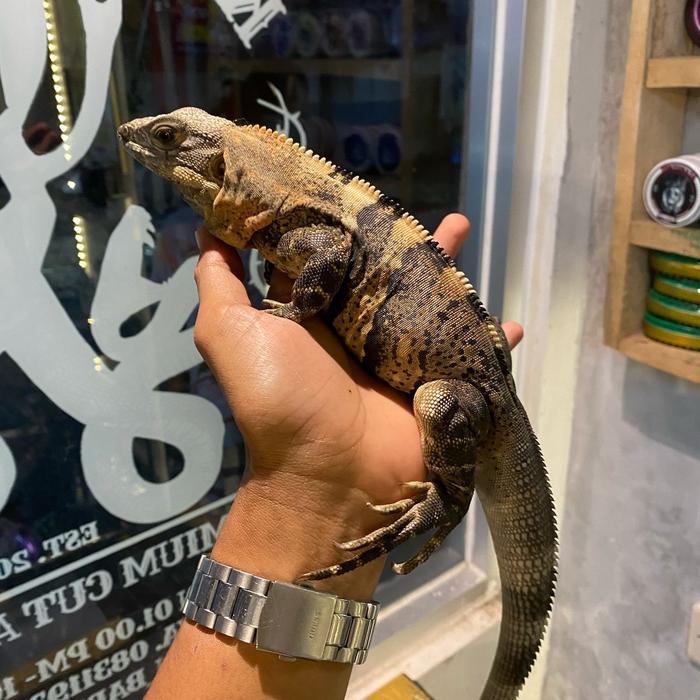 READY GE IGUANA SIMILIS CTENOSAURA SIMILIS