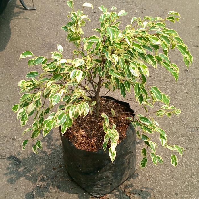 beringin putih pohon hias beringin putih beringin varigat